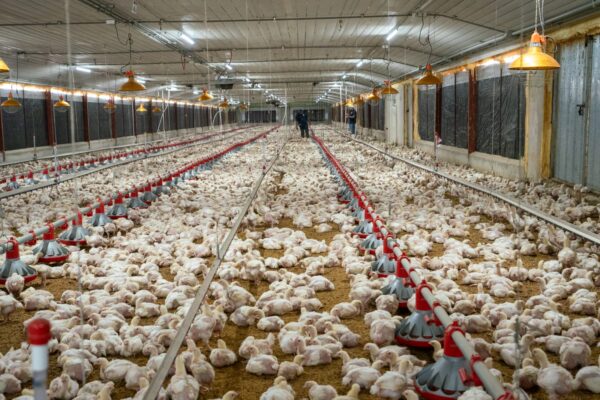 La Asociación de Avicultura asegura libra del pollo se mantiene a 42 pesos por libra en granja